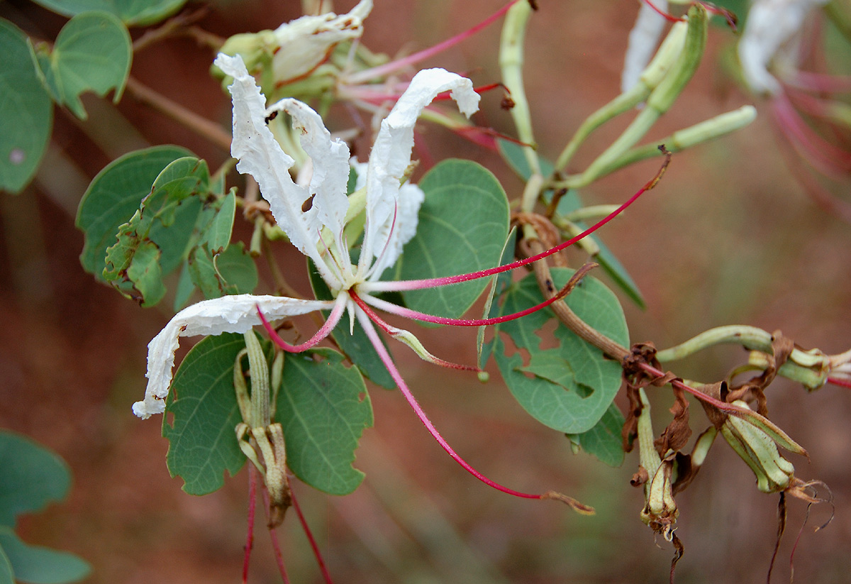 Bauhinia petersiana