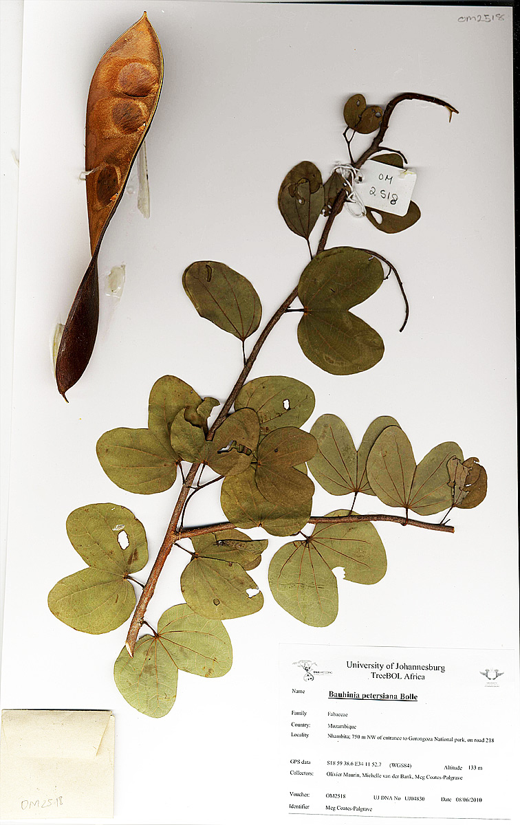 Bauhinia petersiana
