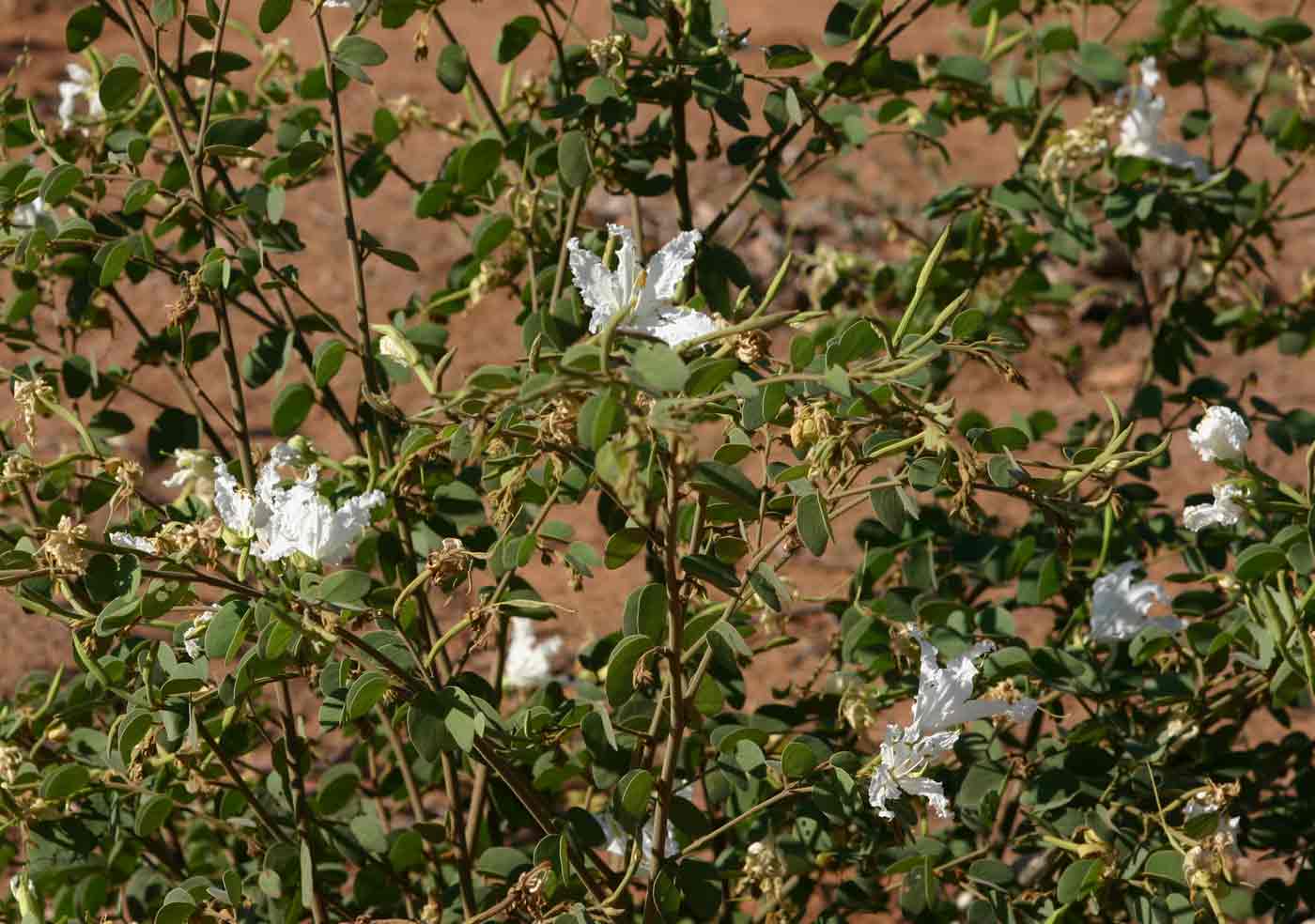 Bauhinia macrantha