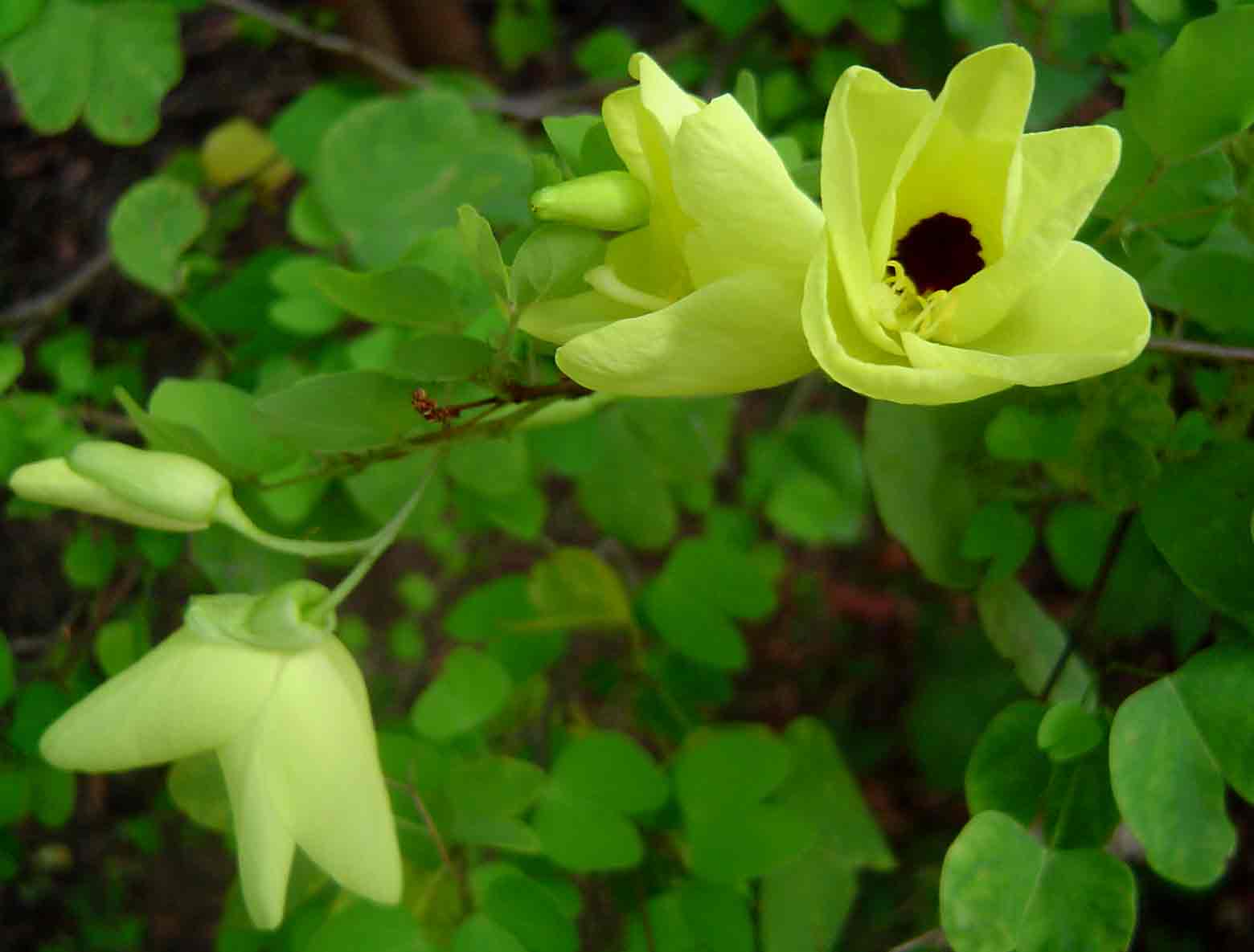 Bauhinia tomentosa Bauhinia tomentosa