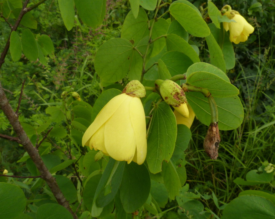 Bauhinia tomentosa Bauhinia tomentosa