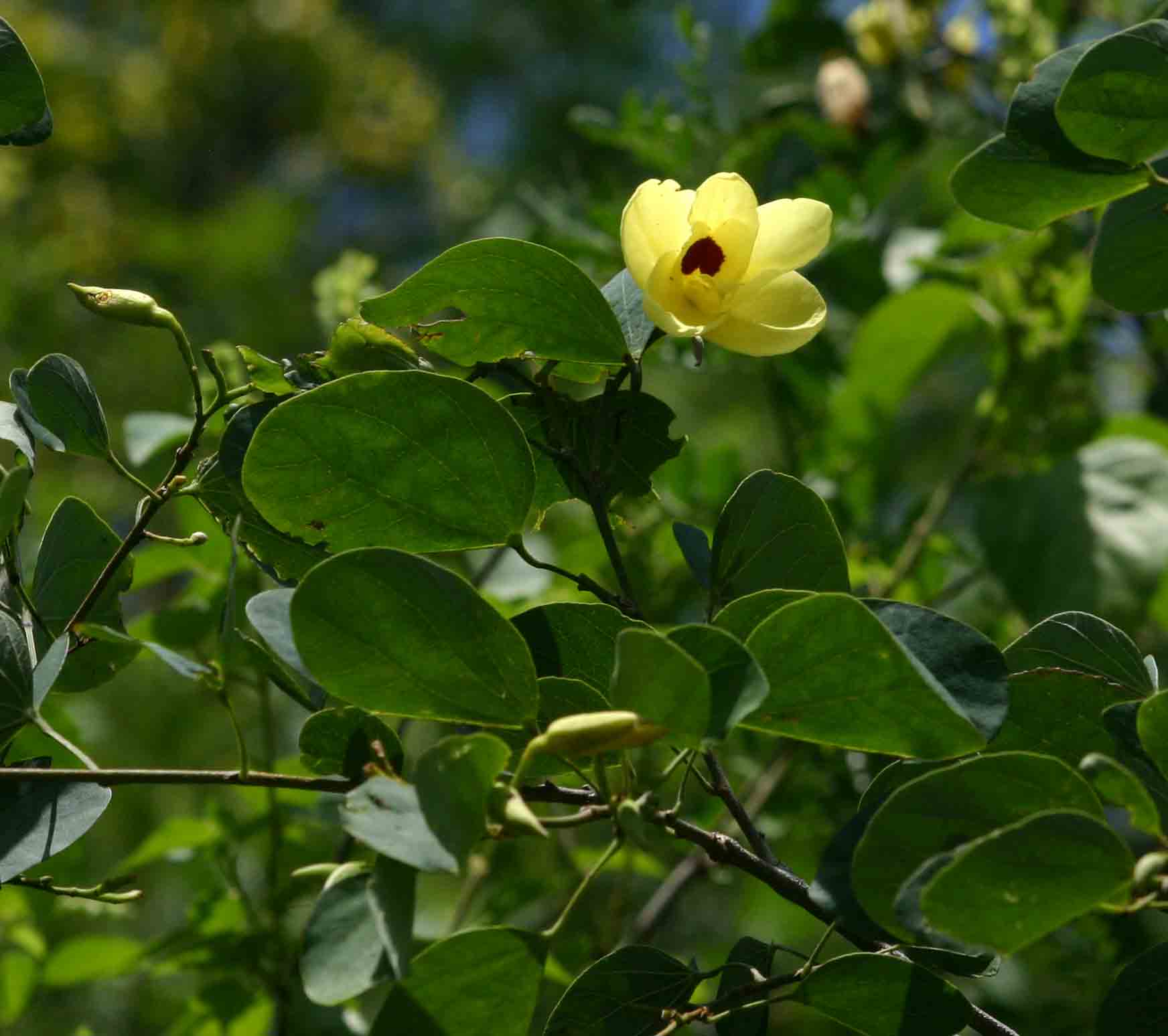 Bauhinia tomentosa Bauhinia tomentosa