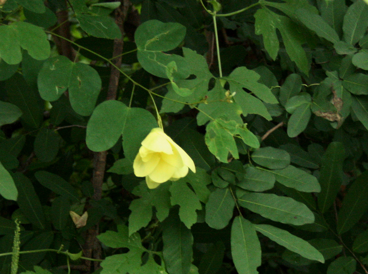 Bauhinia tomentosa Bauhinia tomentosa