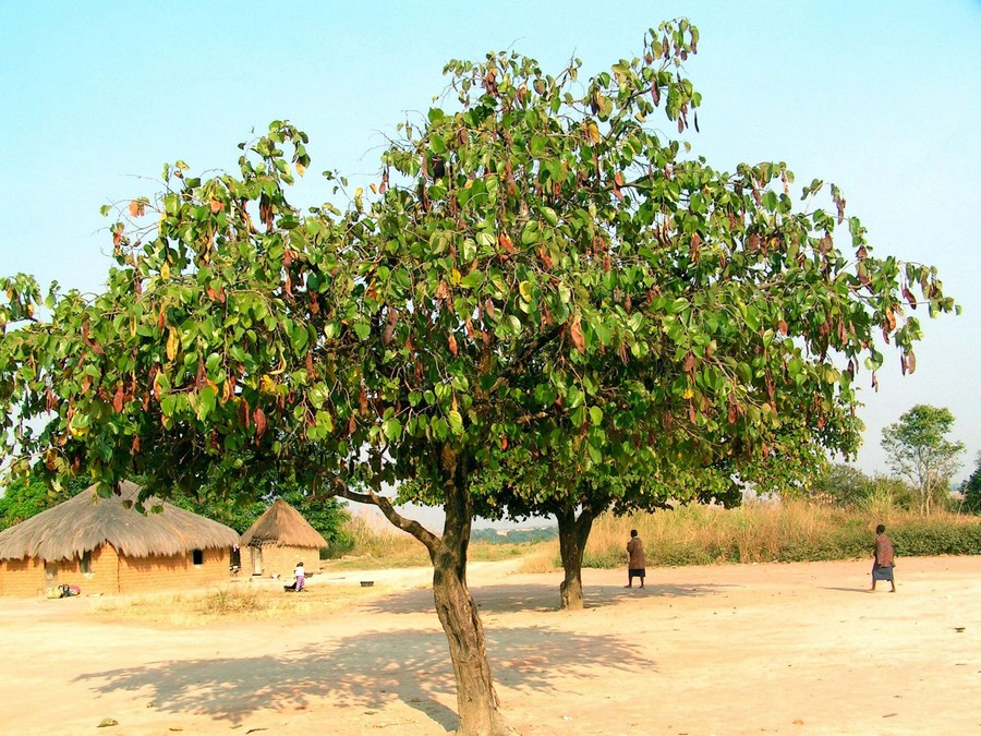 Piliostigma thonningii Piliostigma thonningii