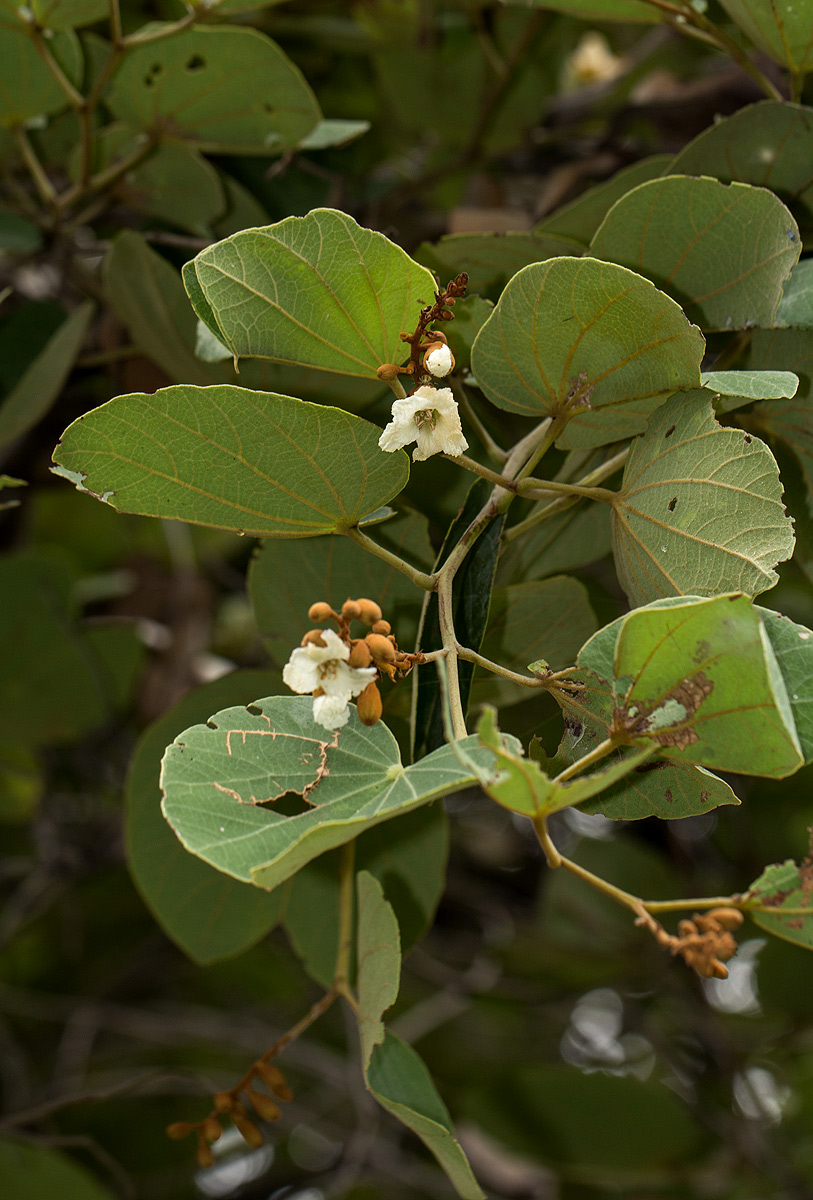 Piliostigma thonningii Piliostigma thonningii