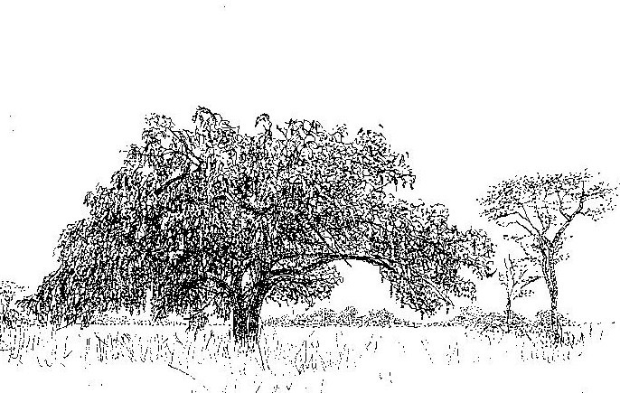 Piliostigma thonningii Piliostigma thonningii