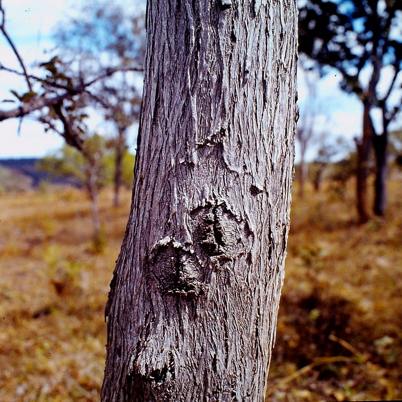 Piliostigma thonningii