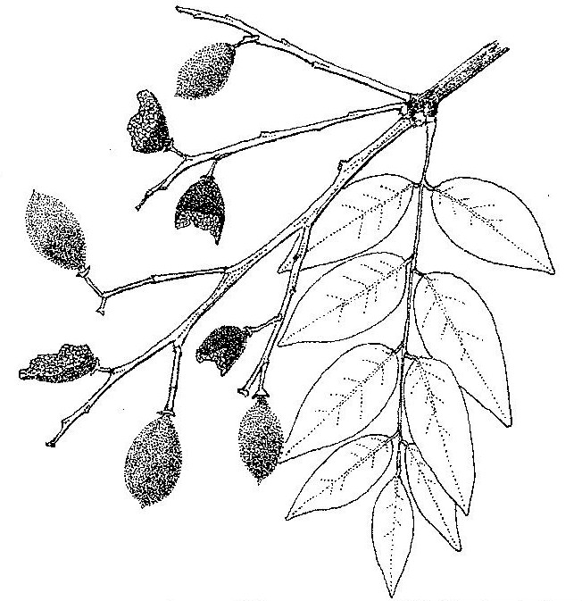 Dialium englerianum