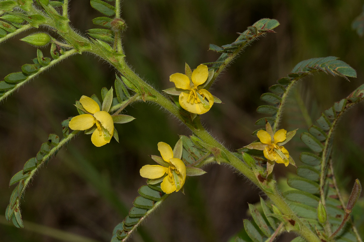 Chamaecrista falcinella var. parviflora