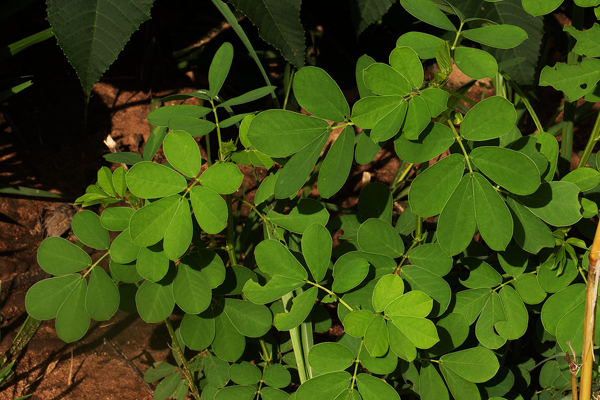Senna obtusifolia Senna obtusifolia