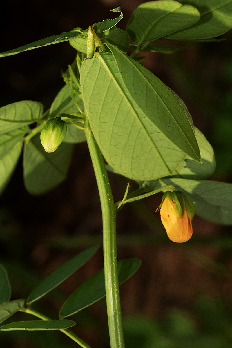 Senna obtusifolia Senna obtusifolia