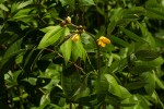 Senna occidentalis