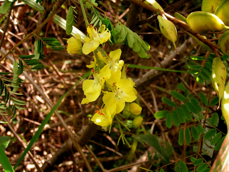 Caesalpinia decapetala Caesalpinia decapetala