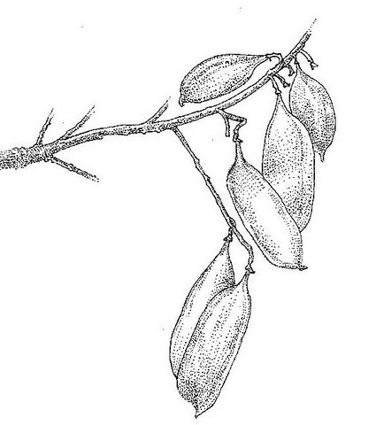 Peltophorum africanum Peltophorum africanum