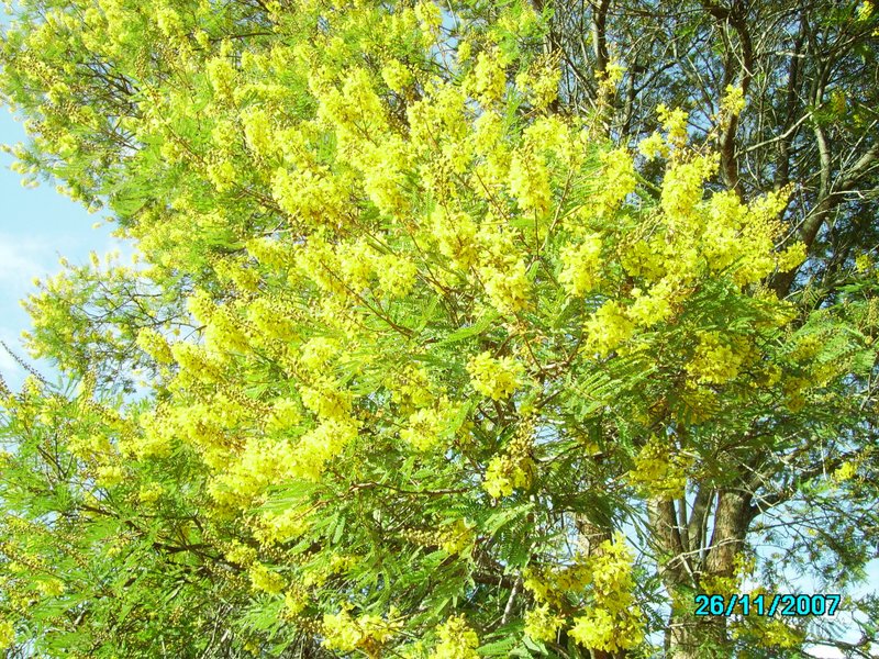 Peltophorum africanum Peltophorum africanum