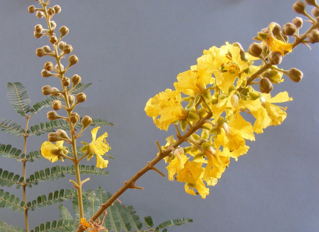 Peltophorum africanum