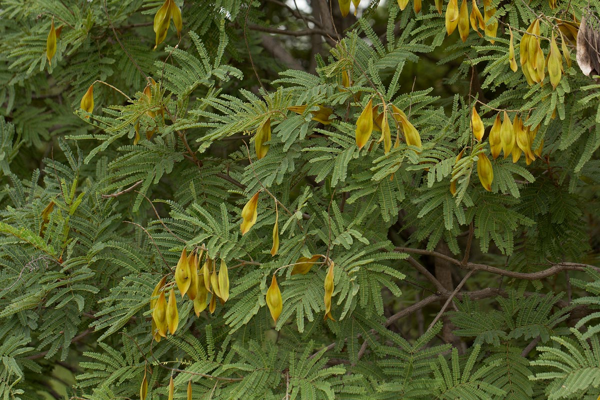 Peltophorum africanum Peltophorum africanum
