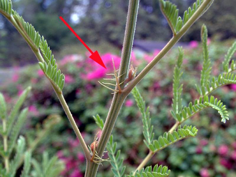 Peltophorum africanum