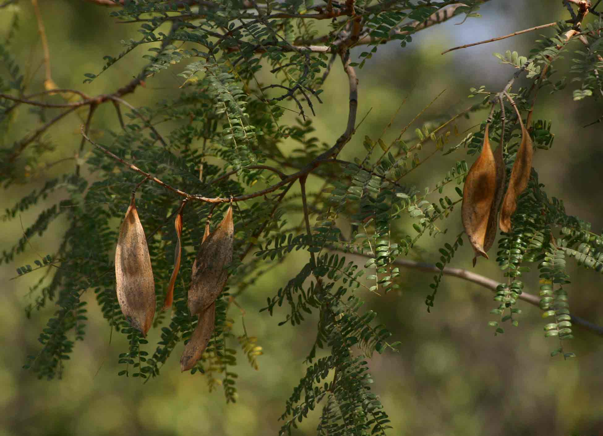 Peltophorum africanum