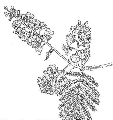 Peltophorum africanum Peltophorum africanum