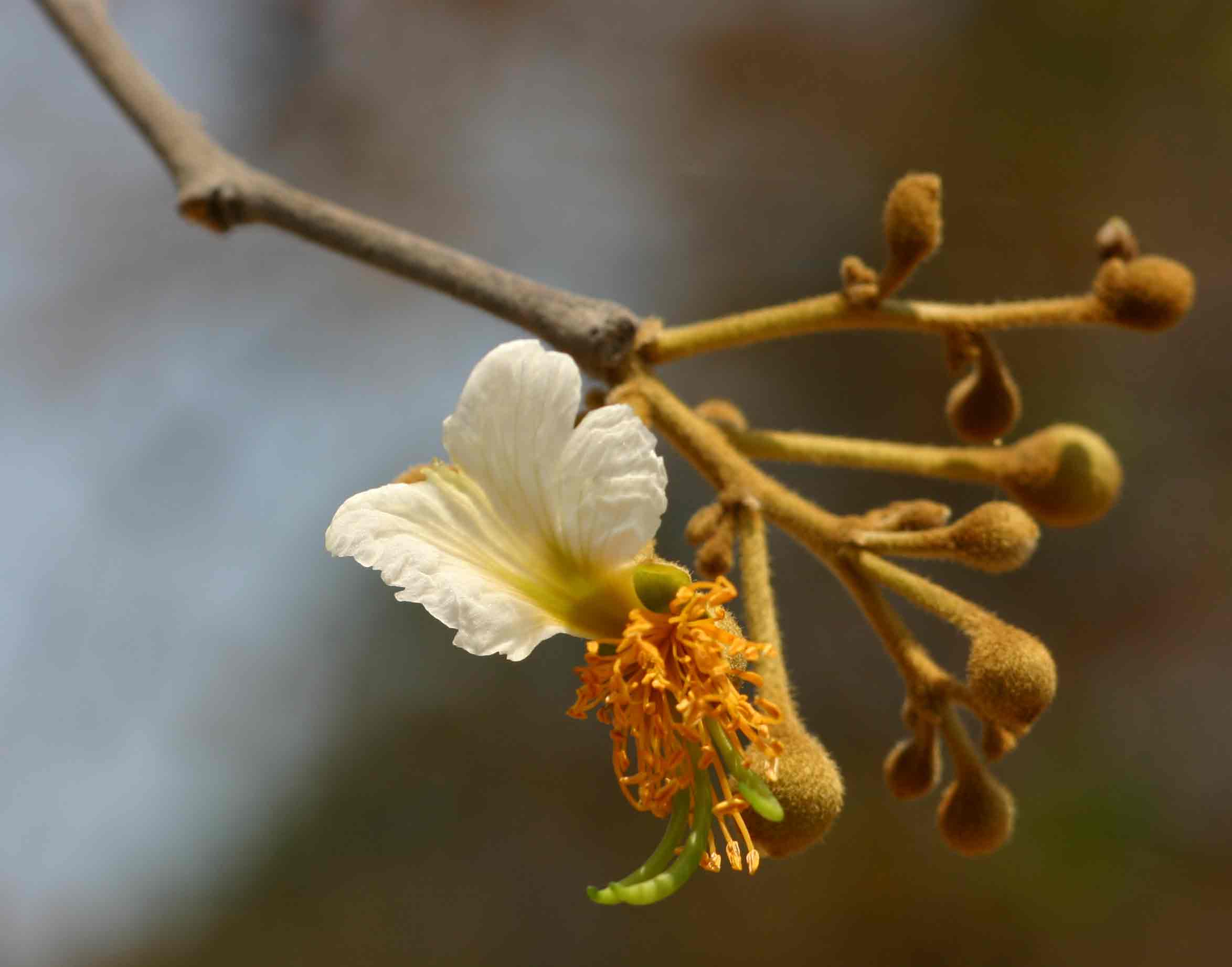 Bobgunnia madagascariensis Bobgunnia madagascariensis