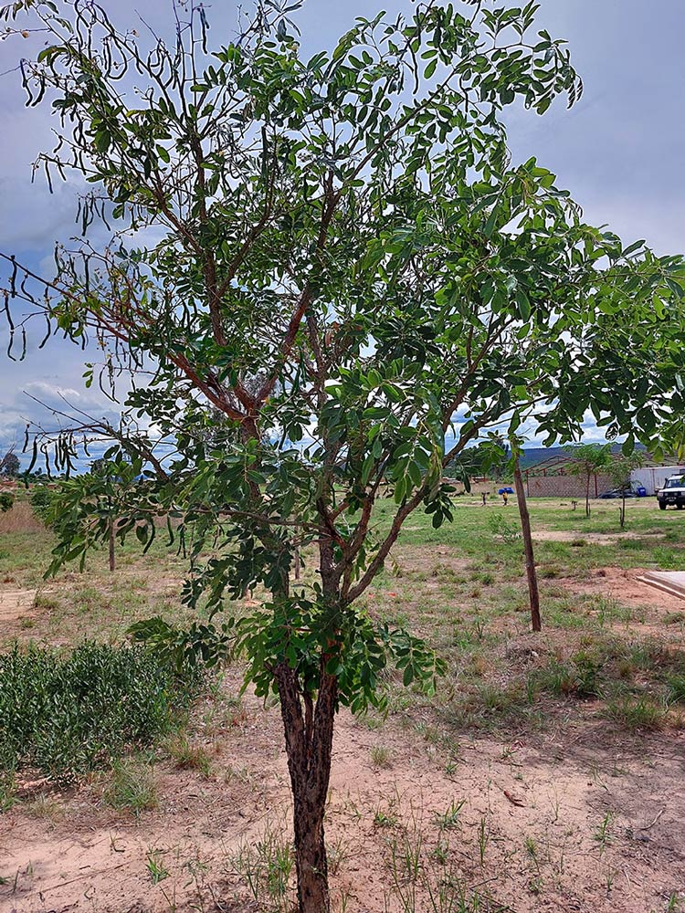 Bobgunnia madagascariensis Bobgunnia madagascariensis