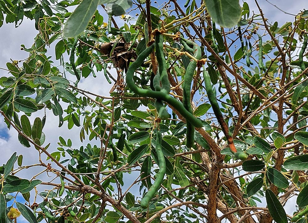 Bobgunnia madagascariensis Bobgunnia madagascariensis