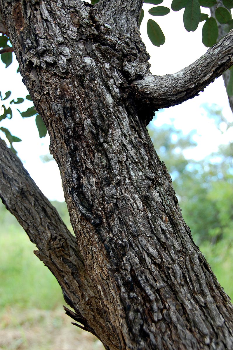 Bobgunnia madagascariensis Bobgunnia madagascariensis