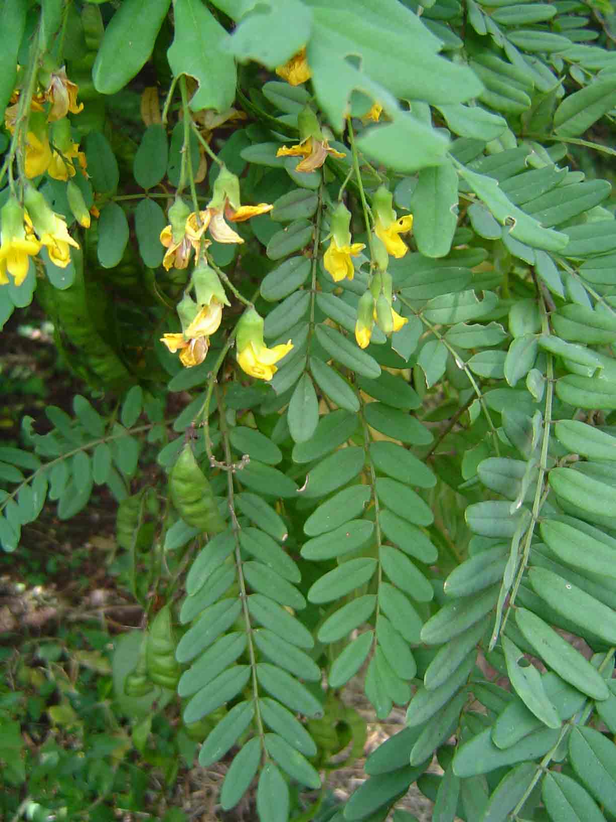 Calpurnia aurea subsp. aurea