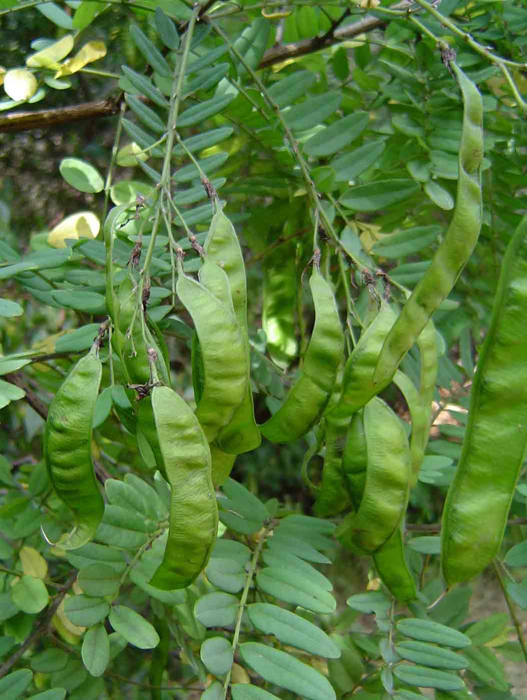 Calpurnia aurea subsp. aurea