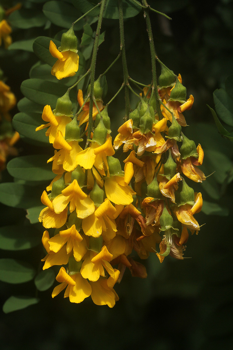 Calpurnia aurea subsp. aurea Calpurnia aurea subsp. aurea