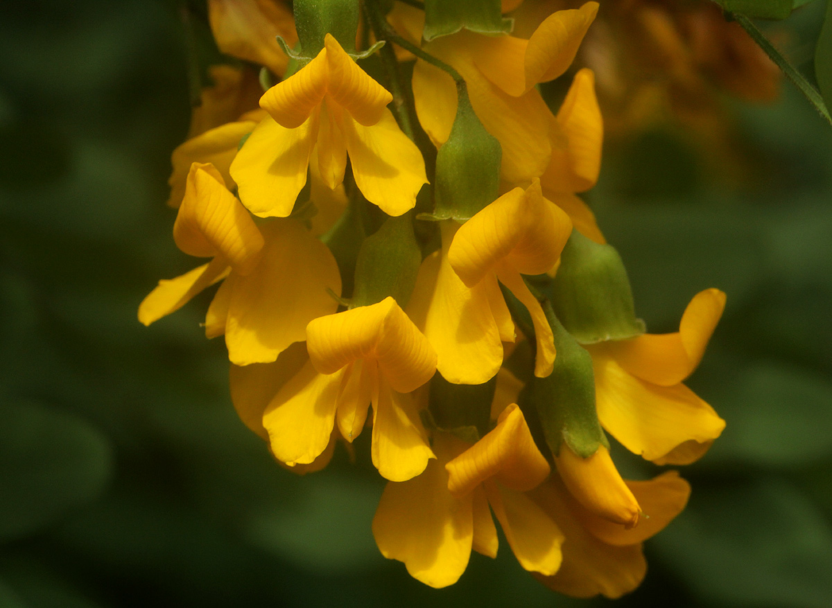 Calpurnia aurea subsp. aurea