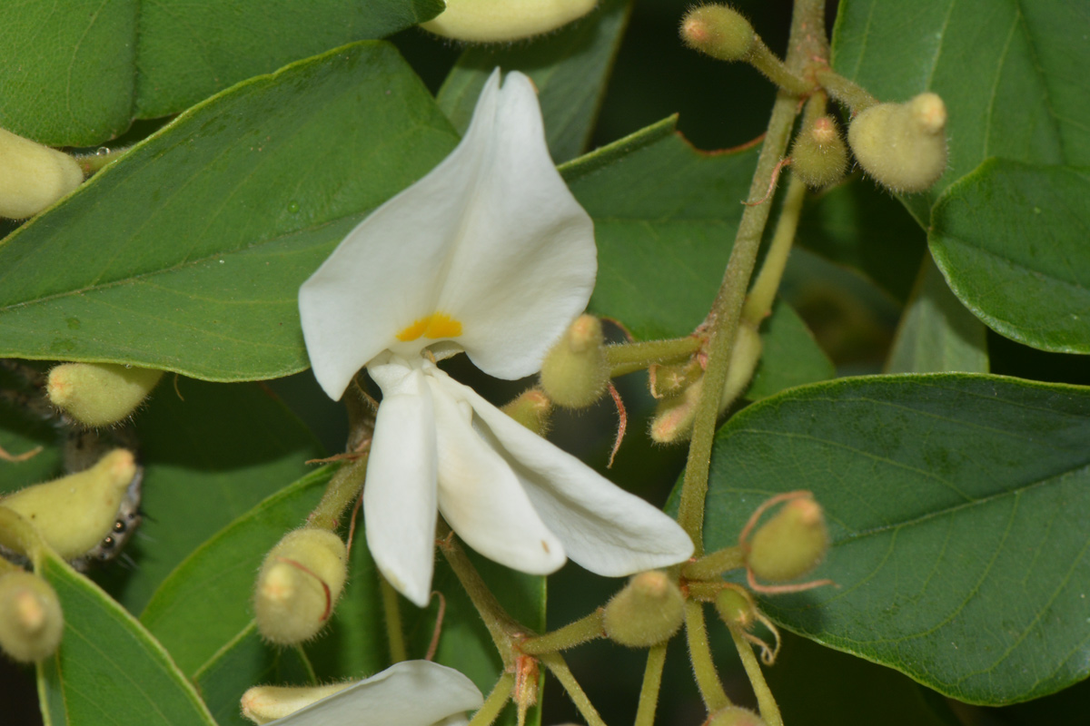 Baphia massaiensis subsp. obovata var. obovata Baphia massaiensis subsp. obovata var. obovata