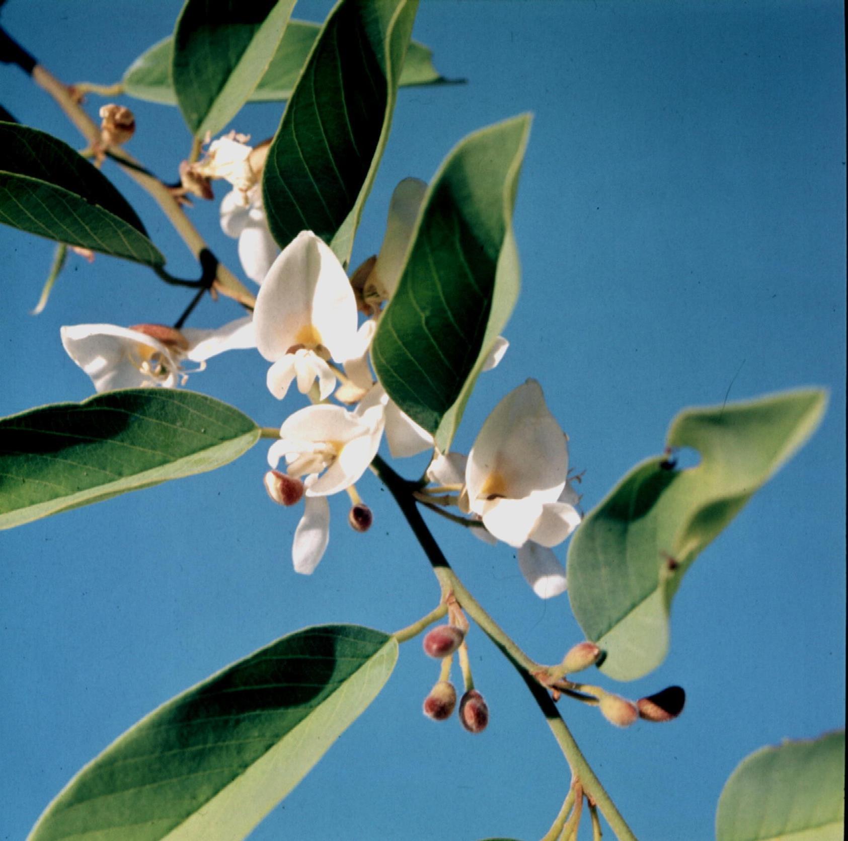 Baphia massaiensis subsp. obovata var. obovata Baphia massaiensis subsp. obovata var. obovata