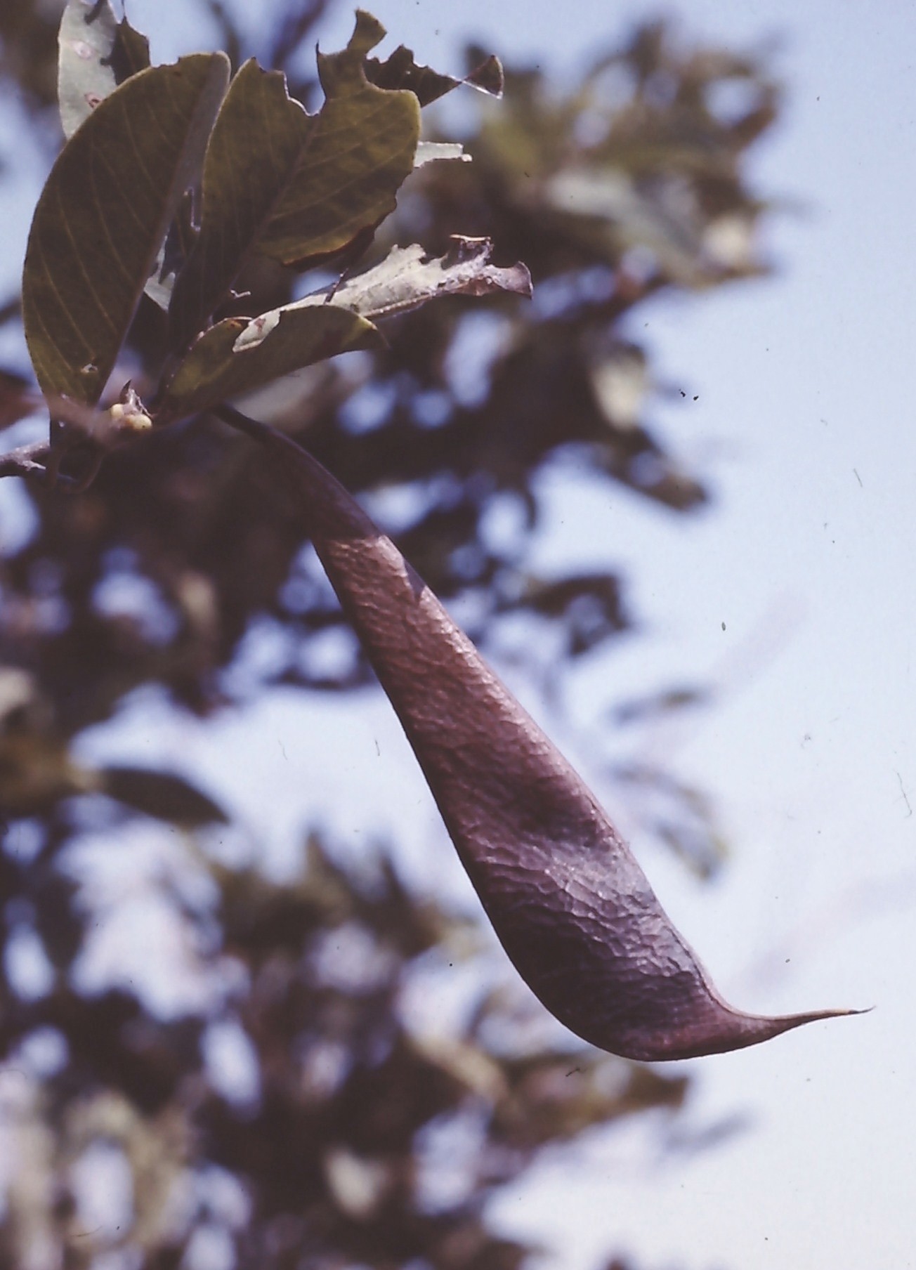 Baphia massaiensis subsp. obovata var. obovata Baphia massaiensis subsp. obovata var. obovata