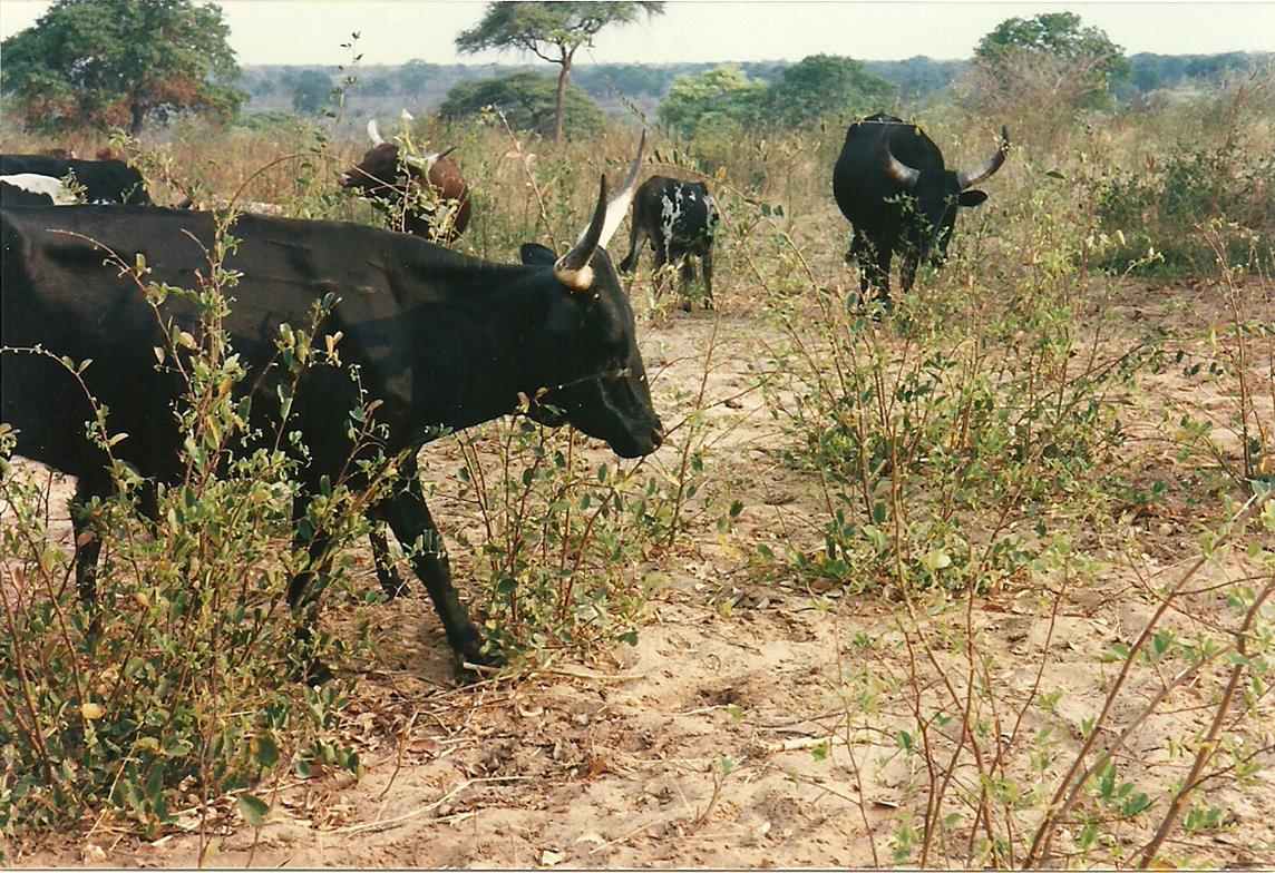 Baphia massaiensis subsp. obovata var. obovata Baphia massaiensis subsp. obovata var. obovata