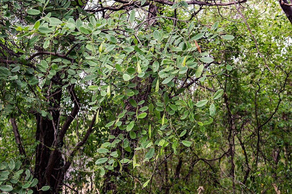 Baphia massaiensis subsp. obovata var. obovata Baphia massaiensis subsp. obovata var. obovata