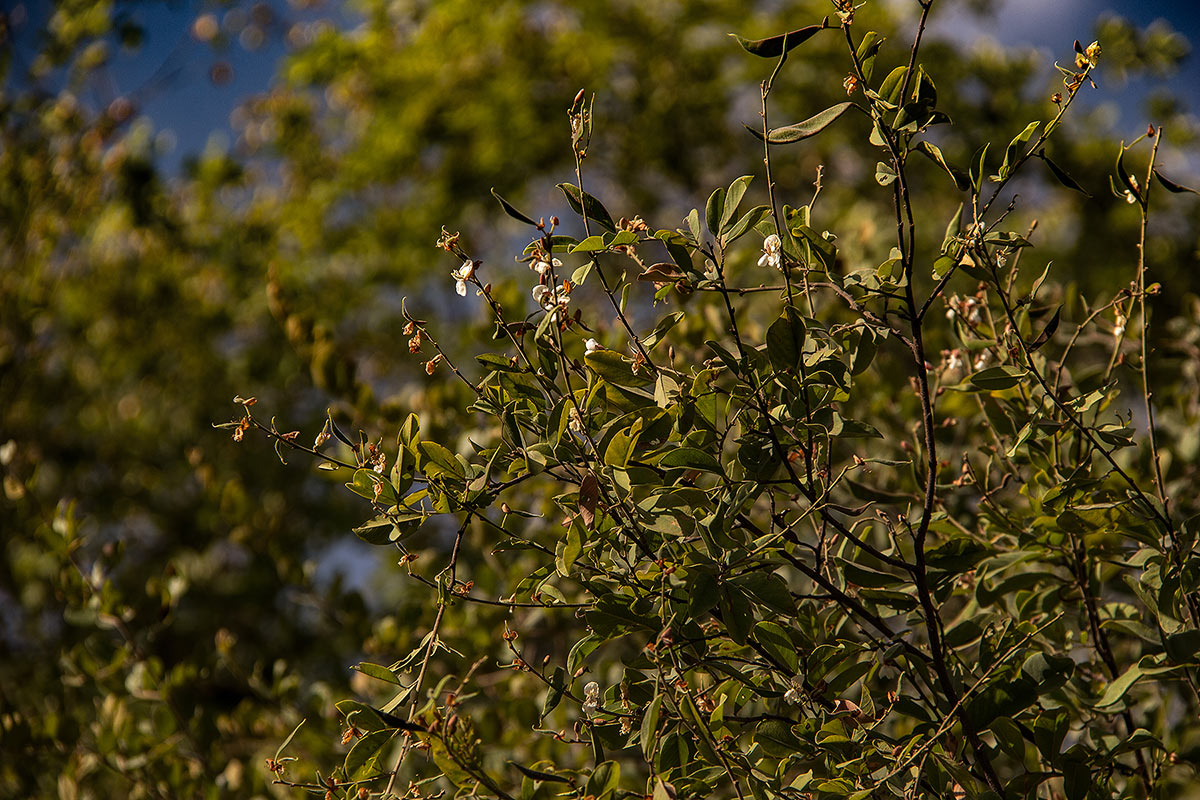 Baphia massaiensis subsp. obovata var. obovata