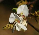 Baphia massaiensis subsp. obovata var. obovata