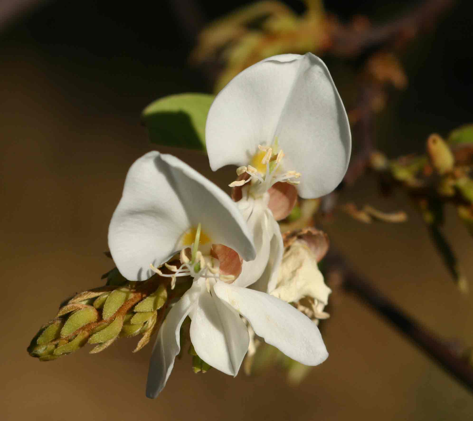 Baphia massaiensis subsp. obovata var. obovata