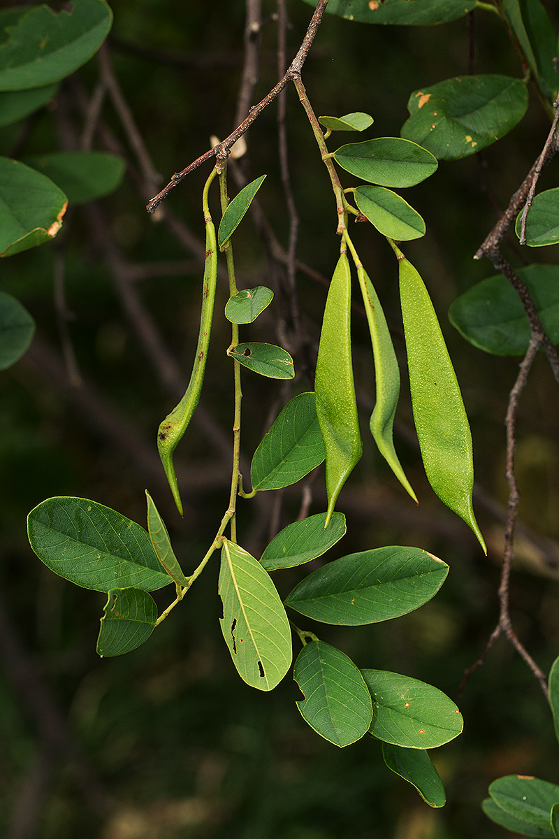 Baphia massaiensis subsp. obovata var. obovata