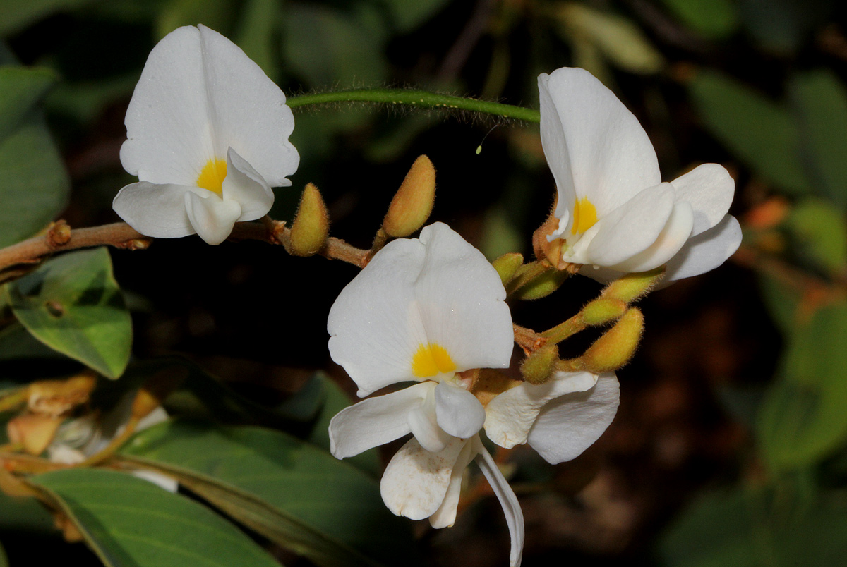 Baphia massaiensis subsp. obovata var. obovata