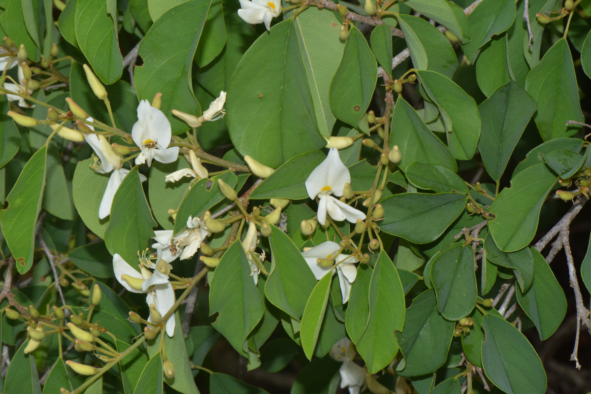 Baphia massaiensis subsp. obovata var. obovata Baphia massaiensis subsp. obovata var. obovata