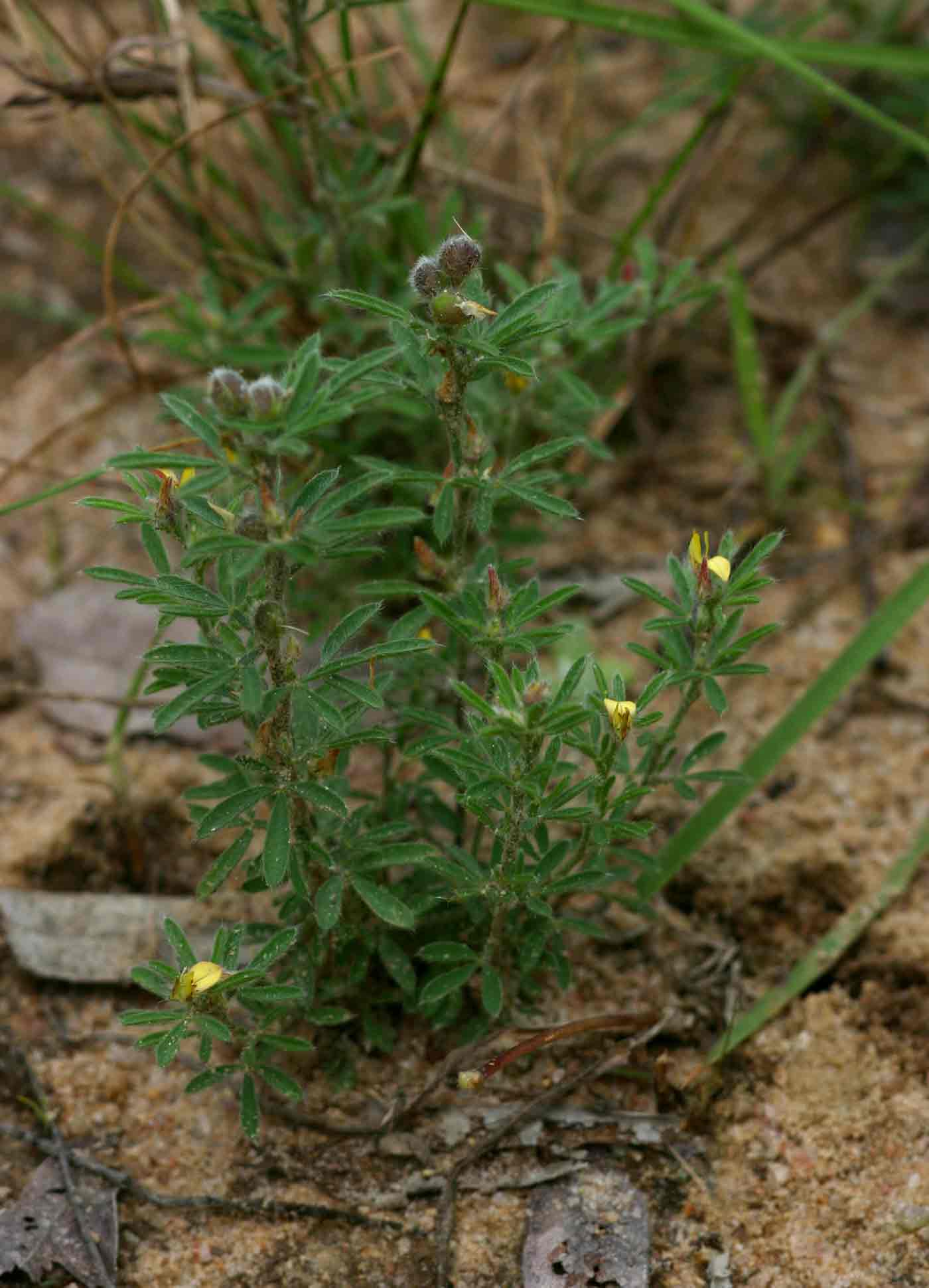 Crotalaria alexandri Crotalaria alexandri