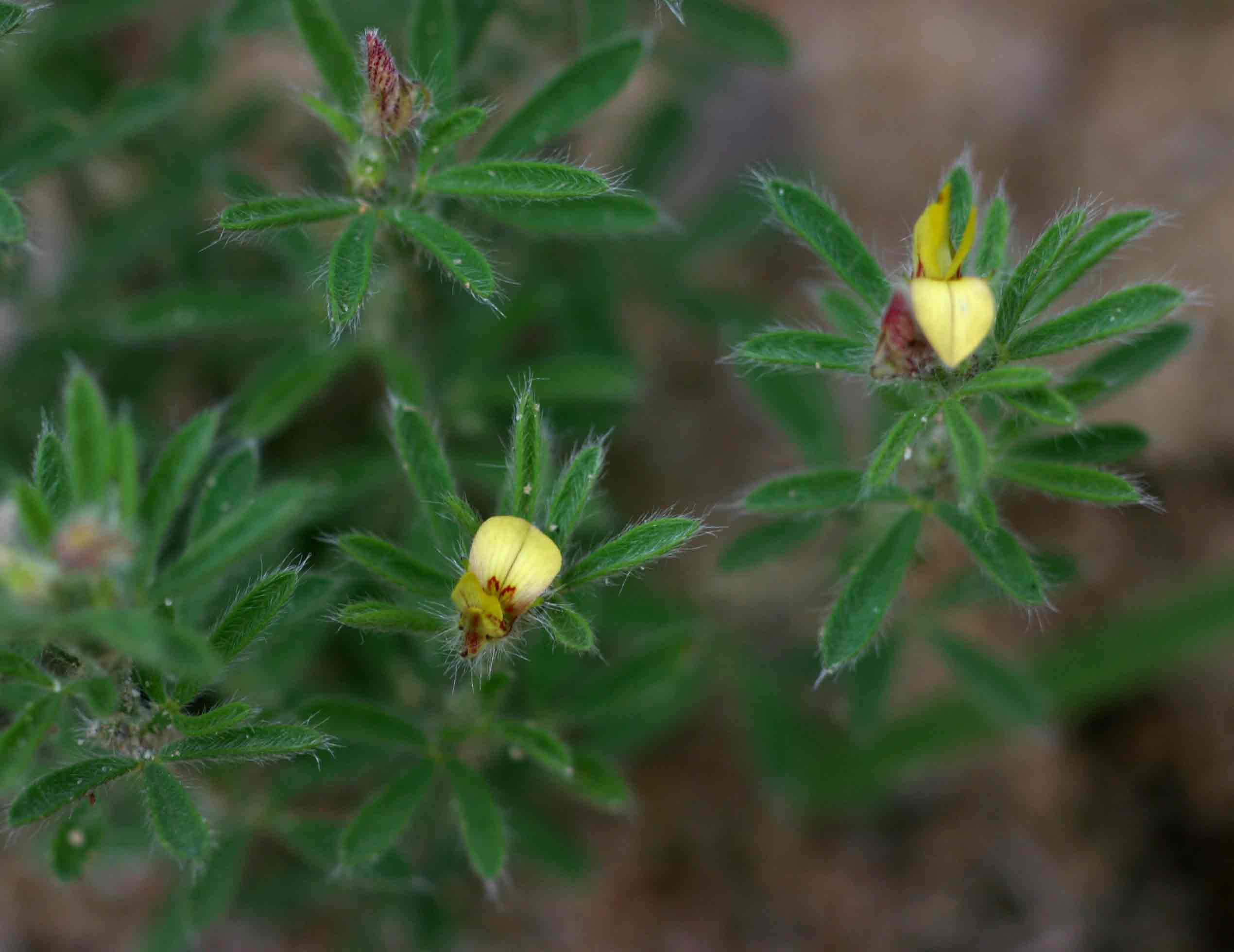Crotalaria alexandri Crotalaria alexandri