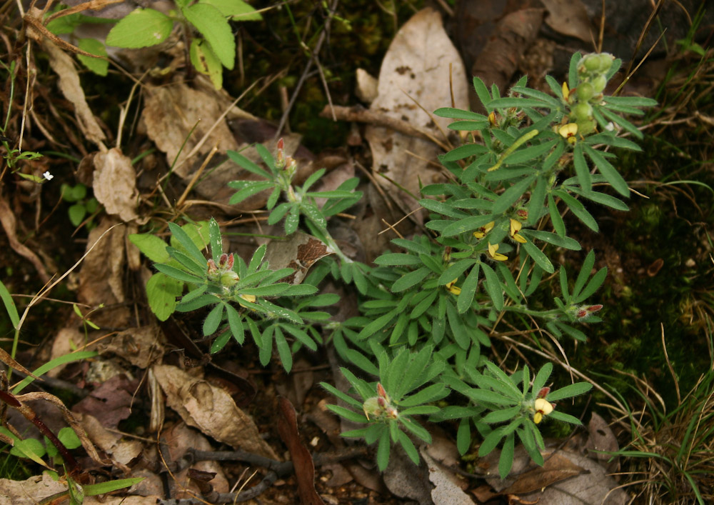 Crotalaria alexandri Crotalaria alexandri