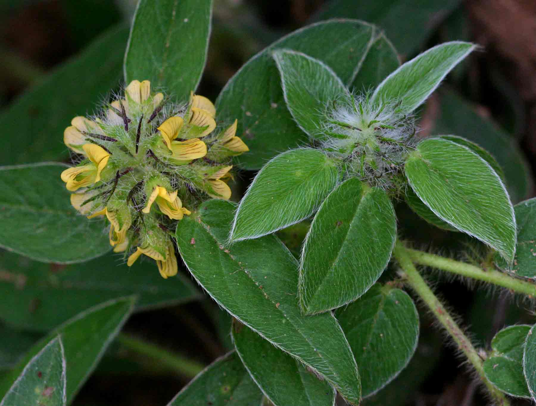 Crotalaria anthyllopsis Crotalaria anthyllopsis