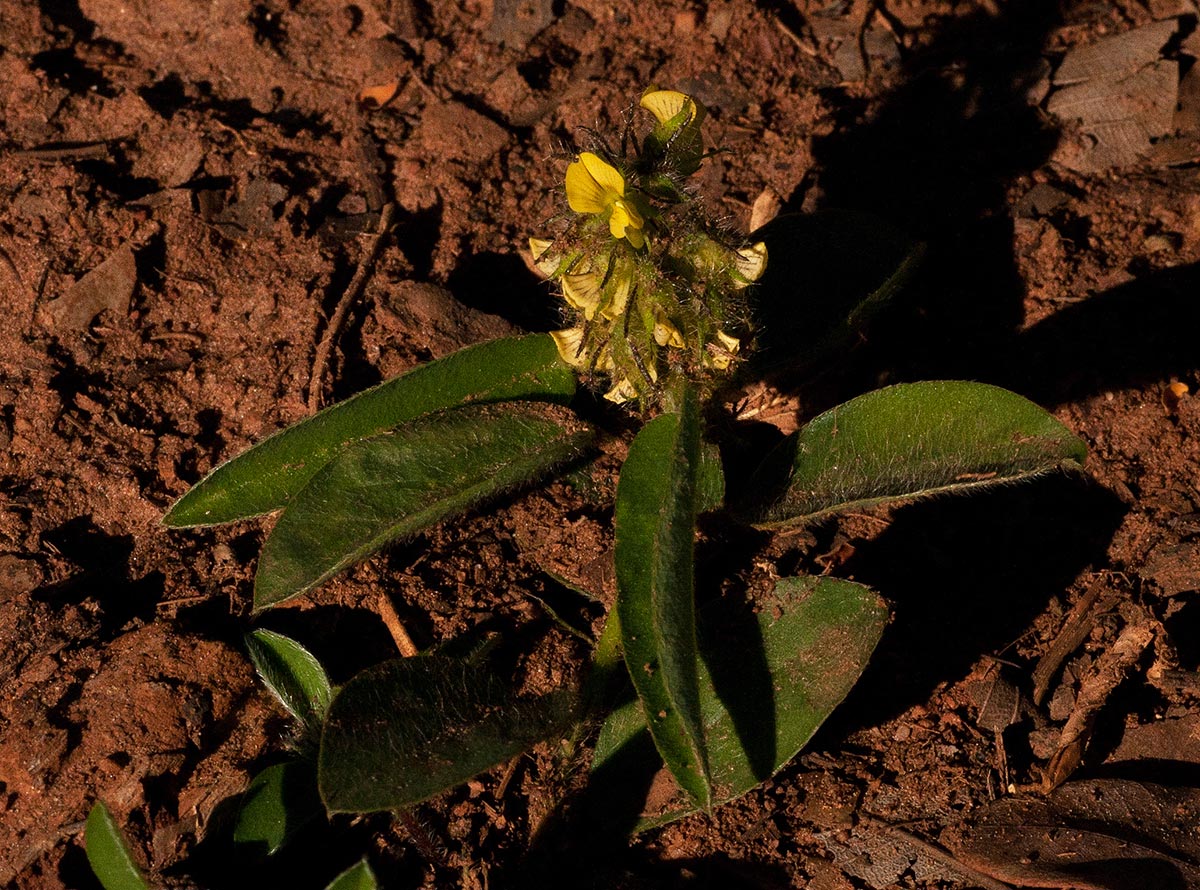 Crotalaria anthyllopsis Crotalaria anthyllopsis