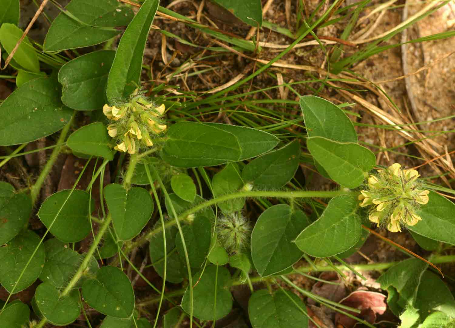 Crotalaria anthyllopsis Crotalaria anthyllopsis