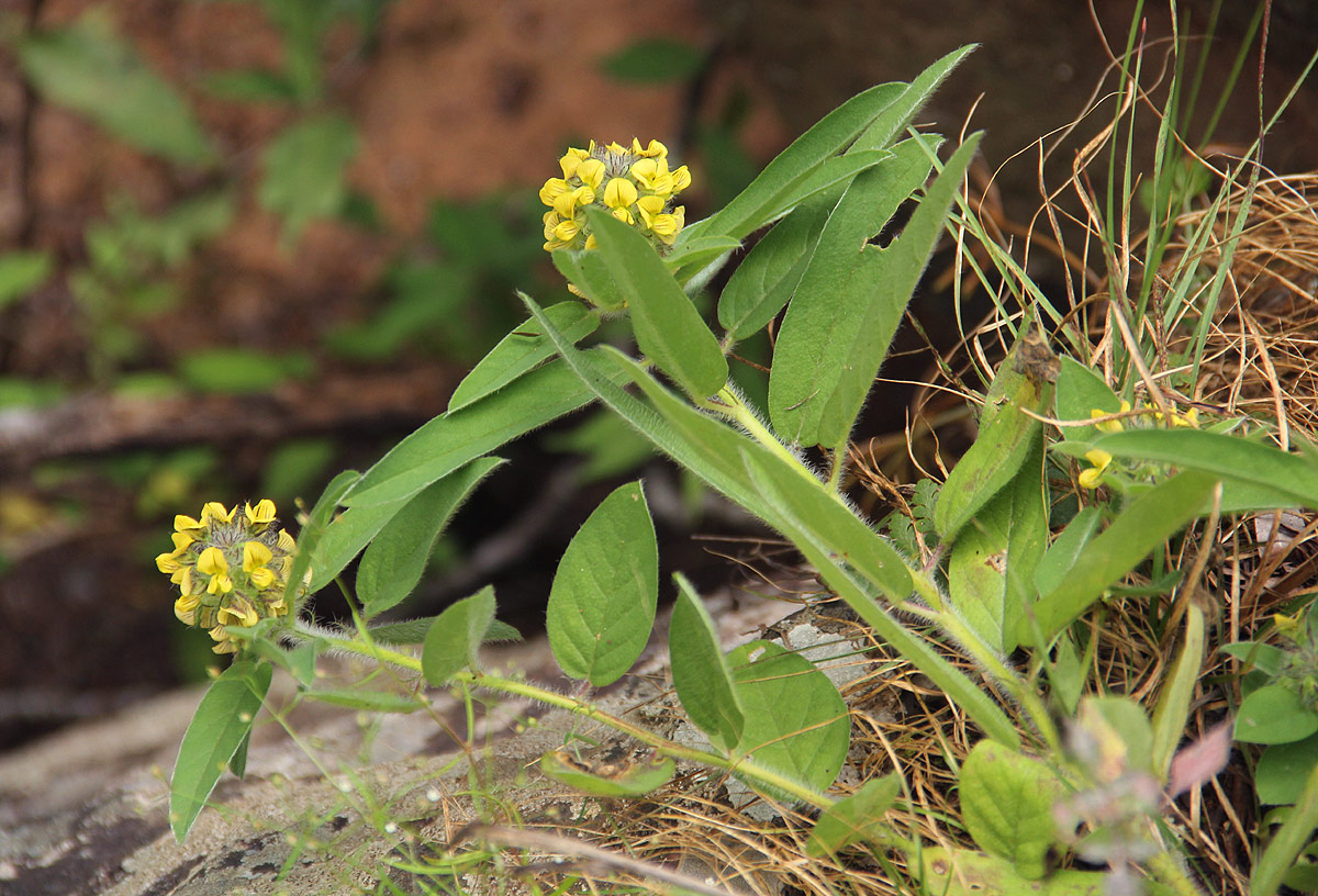 Crotalaria anthyllopsis